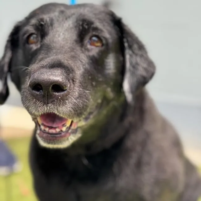 A senior extra large-sized female Labrador Retriever dog named Doris for adoption in San Diego, CA