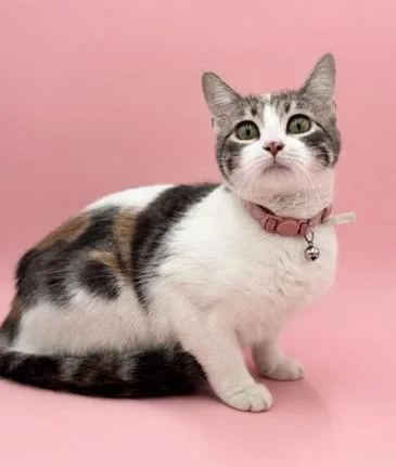 Dolly Is A Dream! thumbnail 3