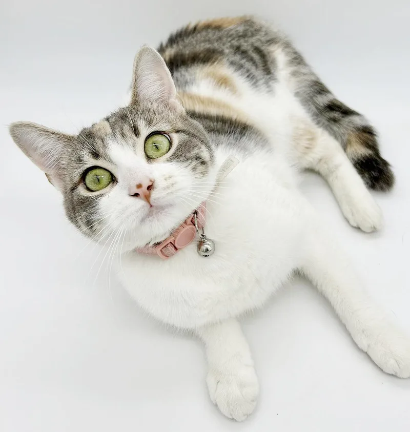 Dolly Is A Dream! thumbnail 4