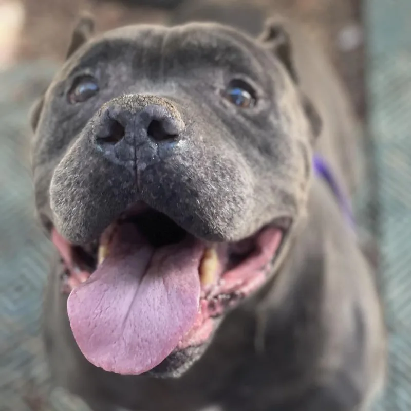A senior large-sized male Black Pit Bull Terrier dog named Hubert Hippo for adoption in Riverside, CA