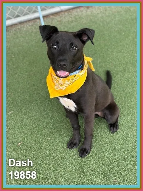 A young medium-sized male Black Labrador Retriever dog named Dash for adoption in Marietta, GA