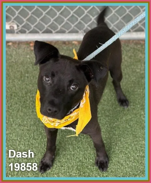 Dash thumbnail 2