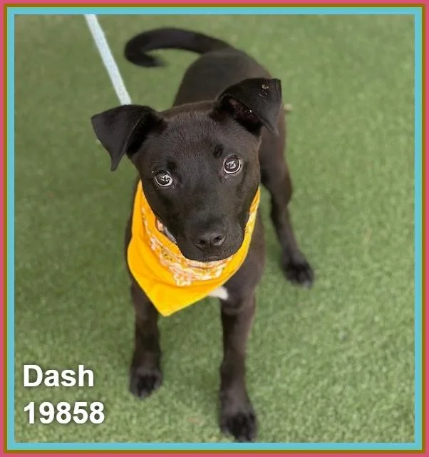 Dash thumbnail 3