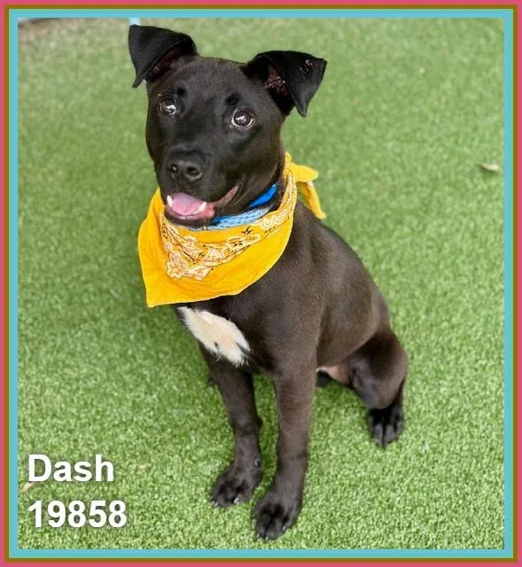 Dash thumbnail 4