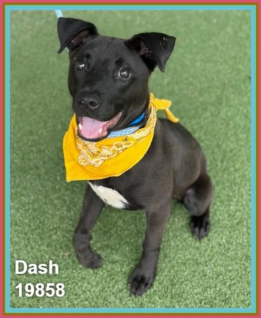 Dash thumbnail 5