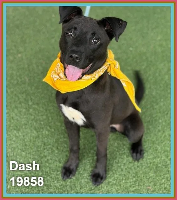 Dash thumbnail 6