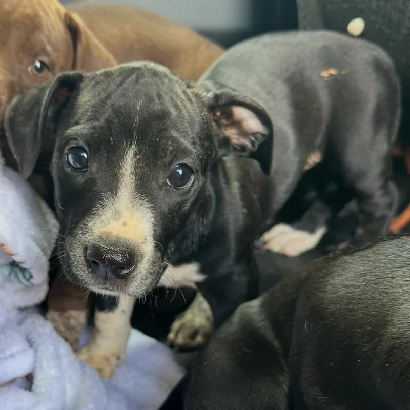 A baby medium-sized female Black Mixed Breed dog named Riot for adoption in Columbiana, AL