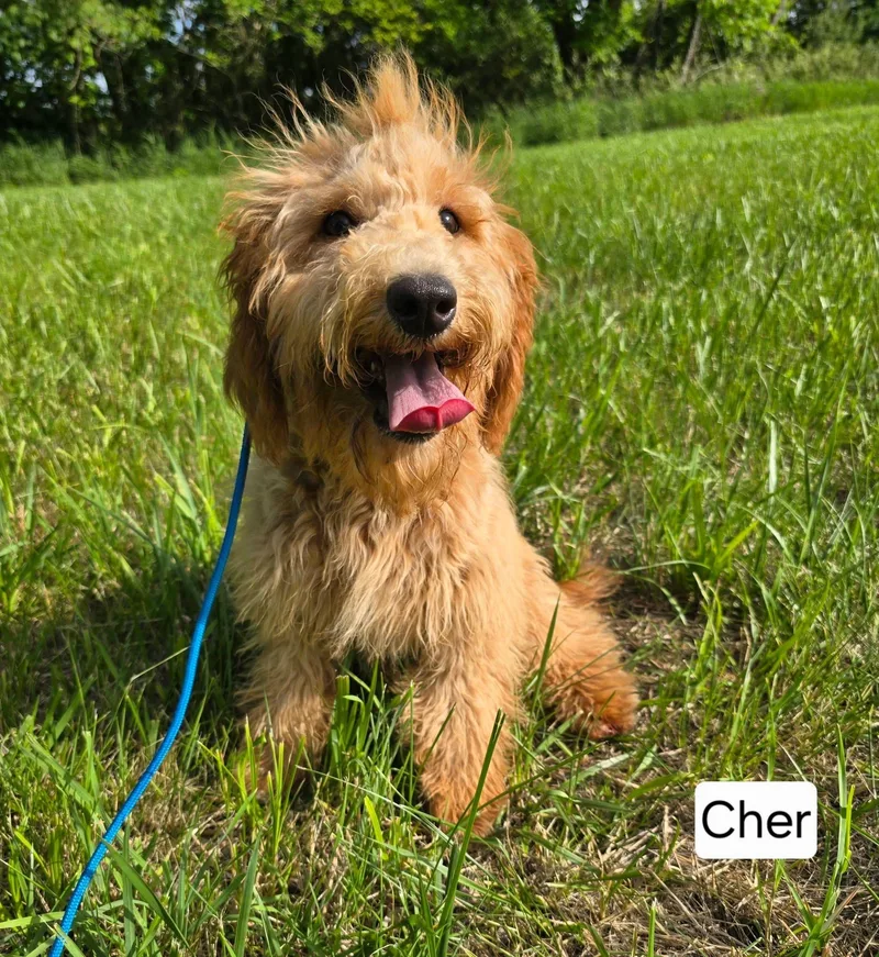 Cher