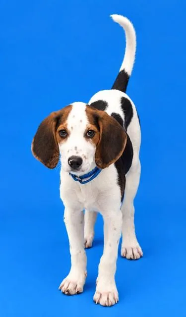 A baby small-sized male Beagle dog named Cash for adoption in Westminster, MD