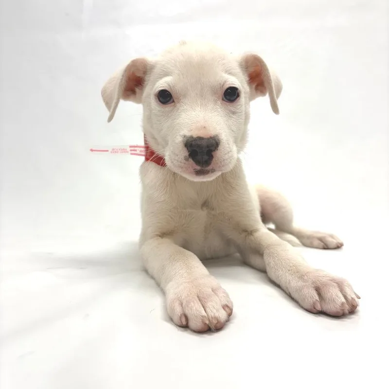 A baby medium-sized male Pit Bull Terrier dog named Grant for adoption in Parker, CO