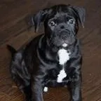 Oreo Needs A Forever thumbnail 2