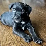 Oreo Needs A Forever thumbnail 3