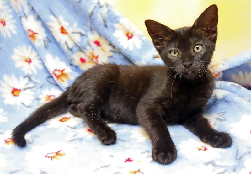 A baby medium-sized female Black Domestic Short Hair cat named Countess for adoption in Tierra Verde, FL