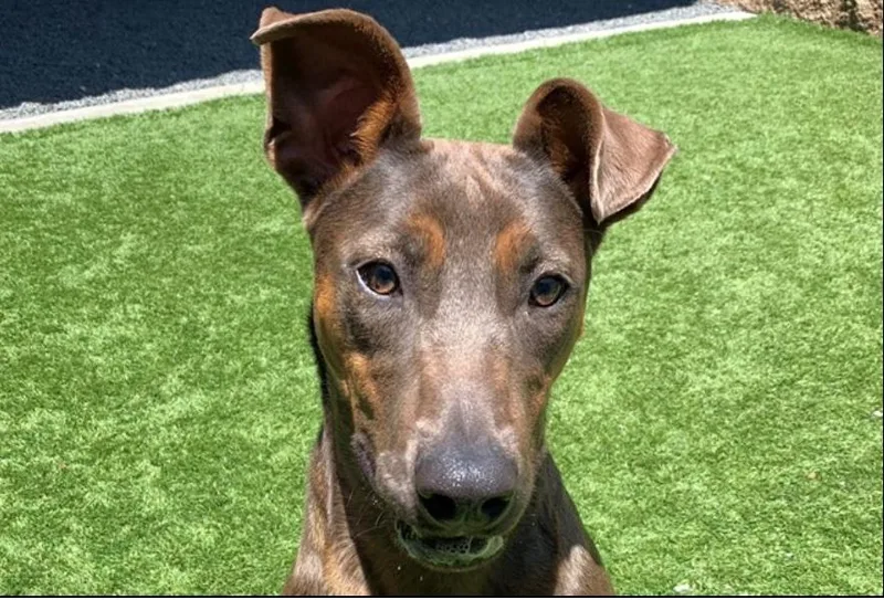 A young medium-sized female Brown / Chocolate Doberman Pinscher dog named Save Me Please for adoption in San Marcos, CA