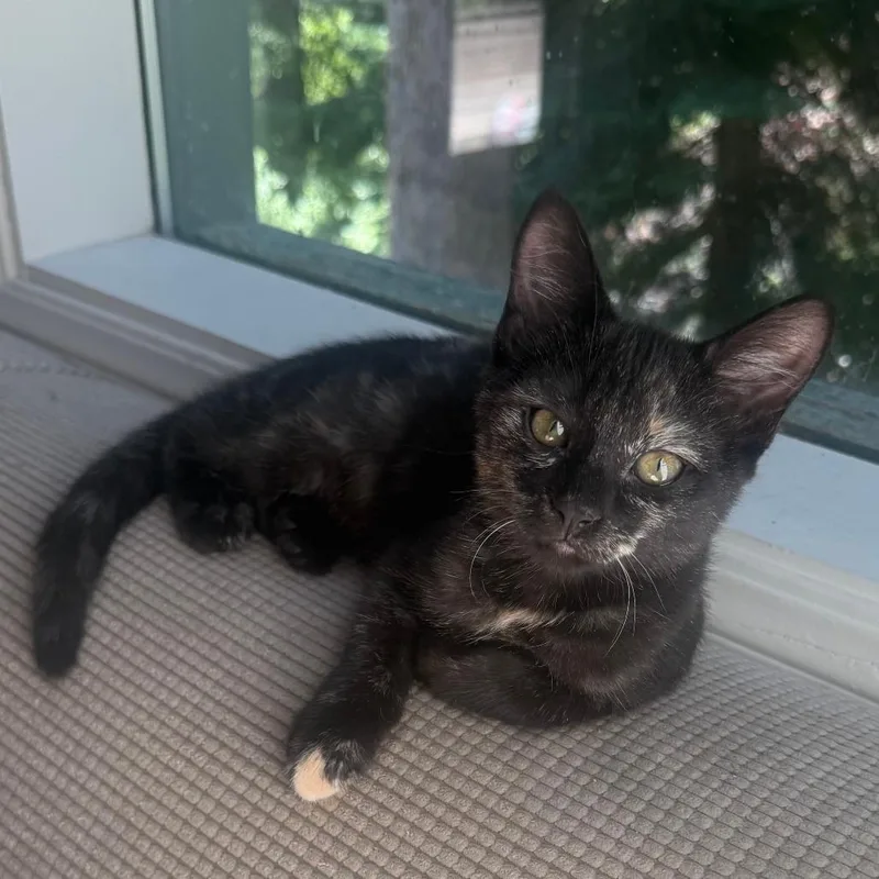 A baby small-sized female Black Domestic Medium Hair cat named Pixie for adoption in Stagecoach, NV