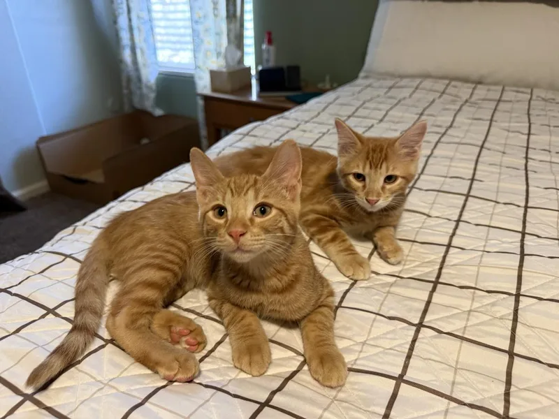 A baby small-sized male Tabby (Orange / Red) Tabby cat named Norman Bates Bonded With for adoption in Chandler, AZ
