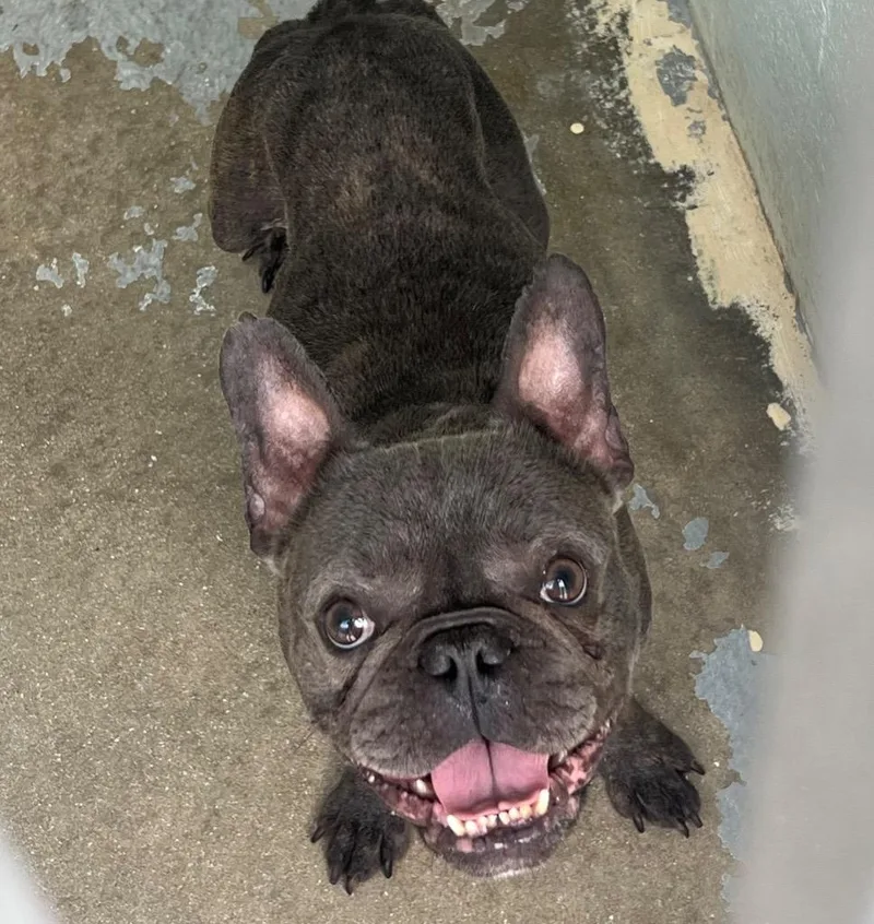 An adult small-sized male French Bulldog dog named Gator for adoption in Labelle, FL