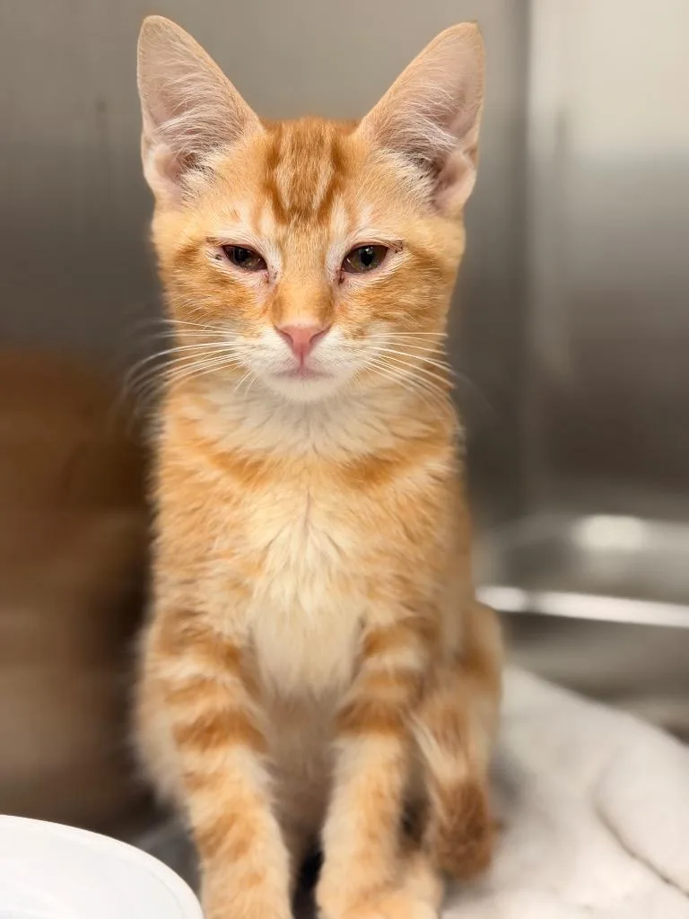 A baby small-sized male Domestic Short Hair cat named Spanky for adoption in Hartsville, SC