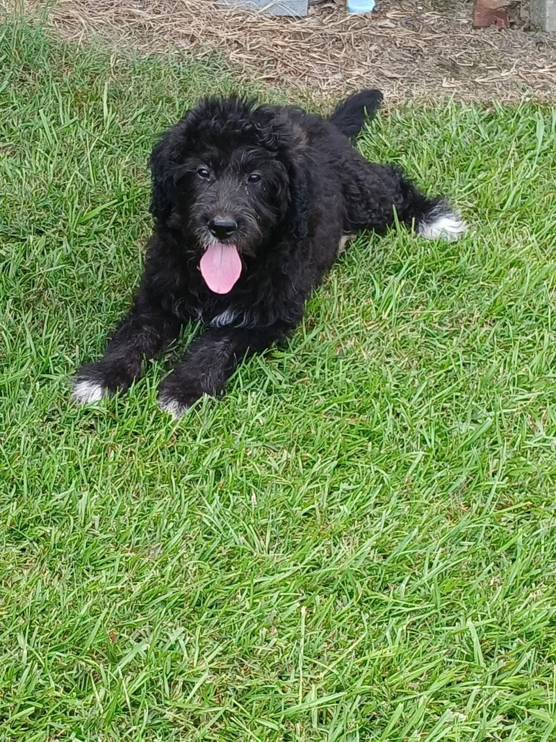 A young medium-sized female Standard Poodle dog named Hazel for adoption in Eastman, GA