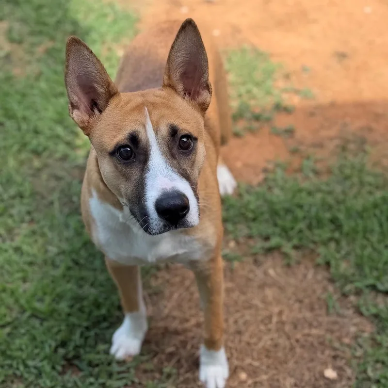 A young medium-sized male Tricolor (Brown, Black, & White) Shepherd dog named Buddy for adoption in Summerdale, AL