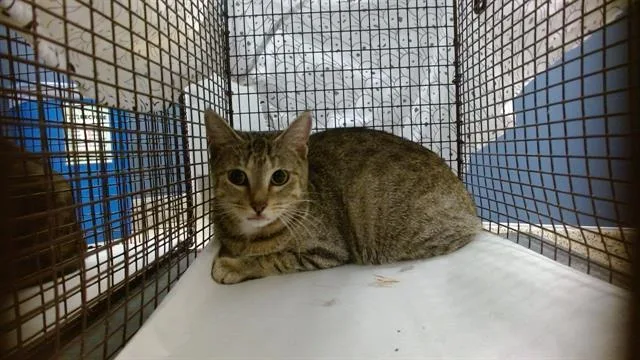 A young small-sized female Domestic Short Hair cat named Reene for adoption in Miami, FL