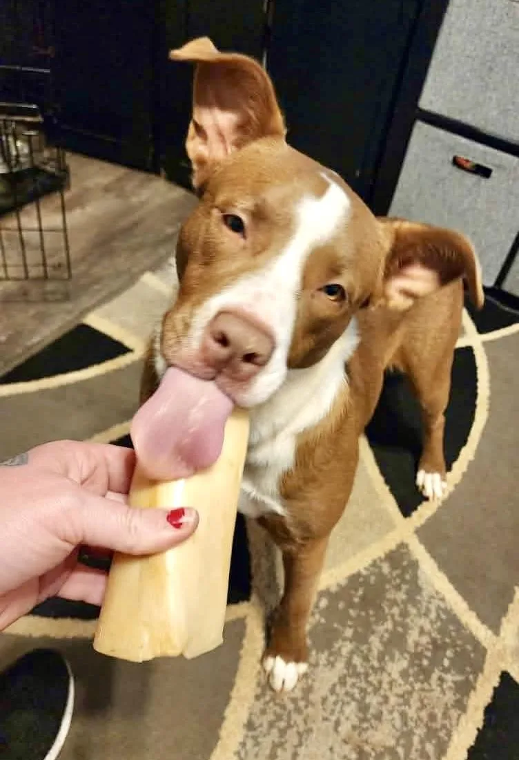 An adult medium-sized female Brown / Chocolate American Staffordshire Terrier dog named Millie for adoption in Noble, OK