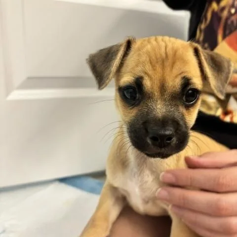 A baby small-sized male Yellow / Tan / Blond / Fawn Pug dog named Gus for adoption in Gilbert, AZ