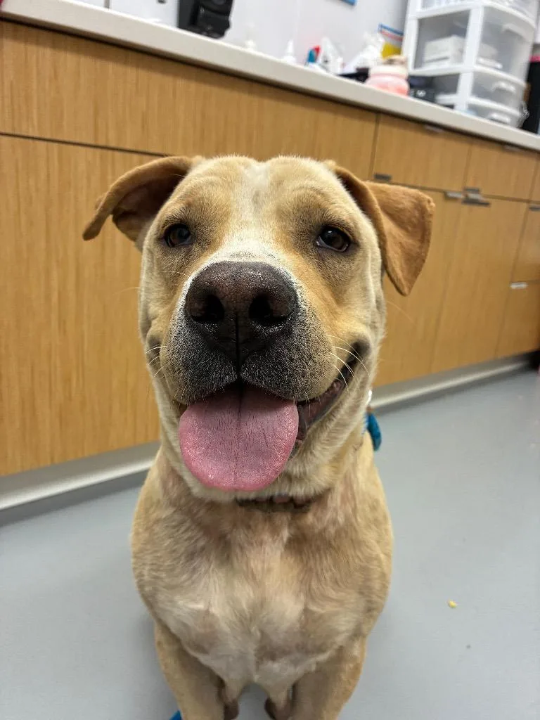An adult medium-sized female Labrador Retriever dog named Lou Lou for adoption in Hartsville, SC