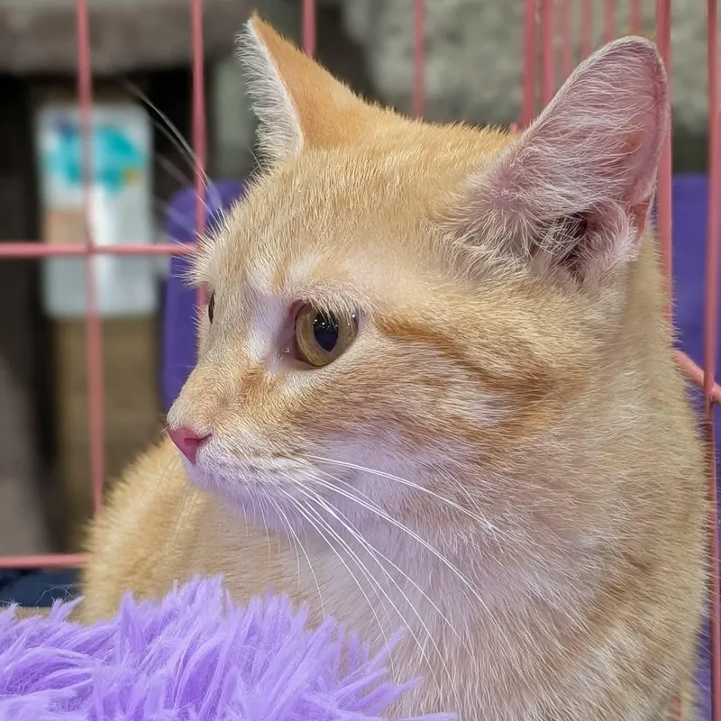 A young large-sized female Tabby (Buff / Tan / Fawn) Domestic Short Hair cat named Hyacinth for adoption in Springfield, IL