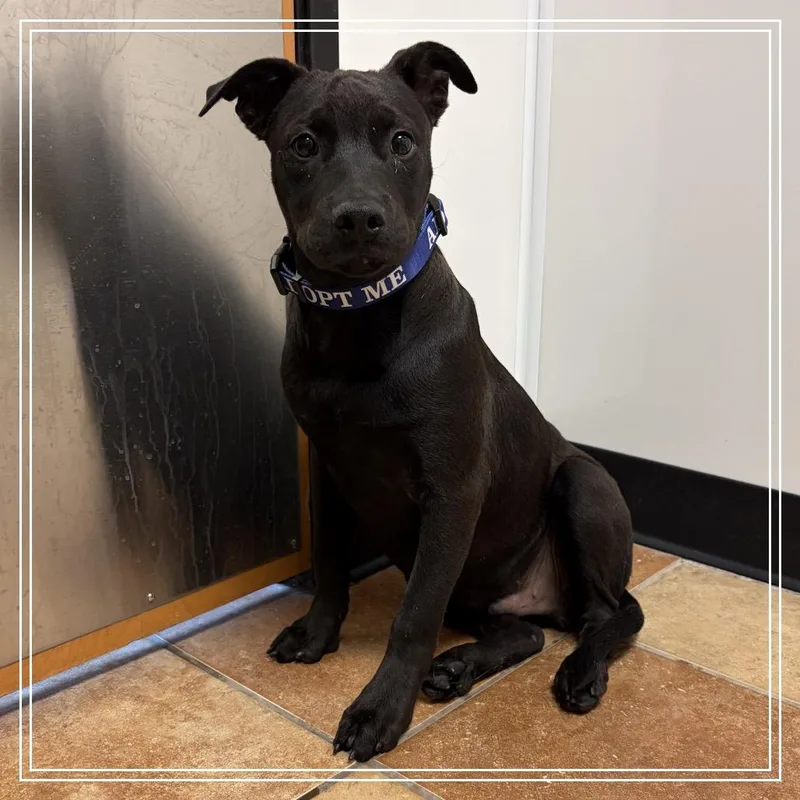 A baby small-sized male Black Shepherd dog named FWT Mick for adoption in Midland, TX