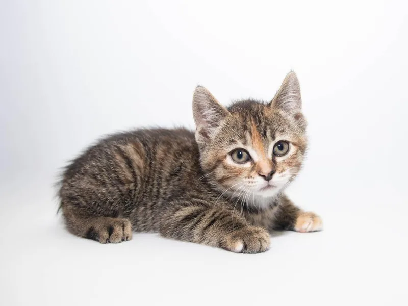 A baby medium-sized female Domestic Short Hair cat named Etouffee for adoption in Lansing, KS