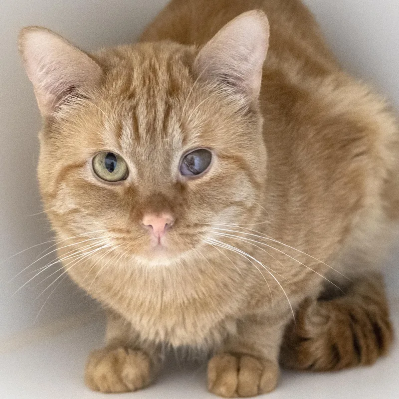 An adult medium-sized male Orange / Red Domestic Short Hair cat named Webber for adoption in Pontiac, MI