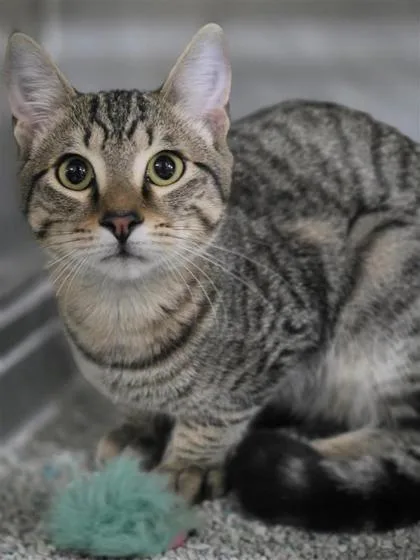 An adult medium-sized male Domestic Short Hair cat named Maxwell for adoption in Largo, FL