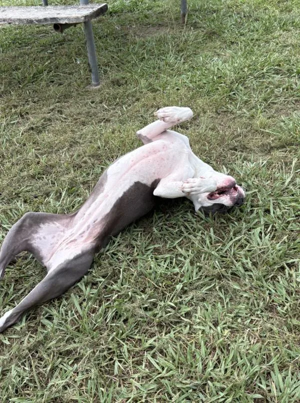 Stella
