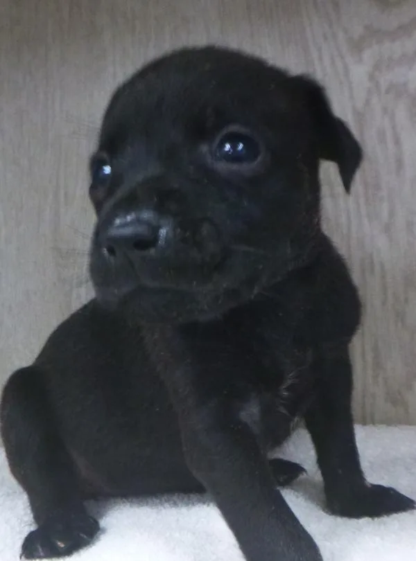 A baby small-sized female Labrador Retriever dog named Sage for adoption in Lafayette, LA