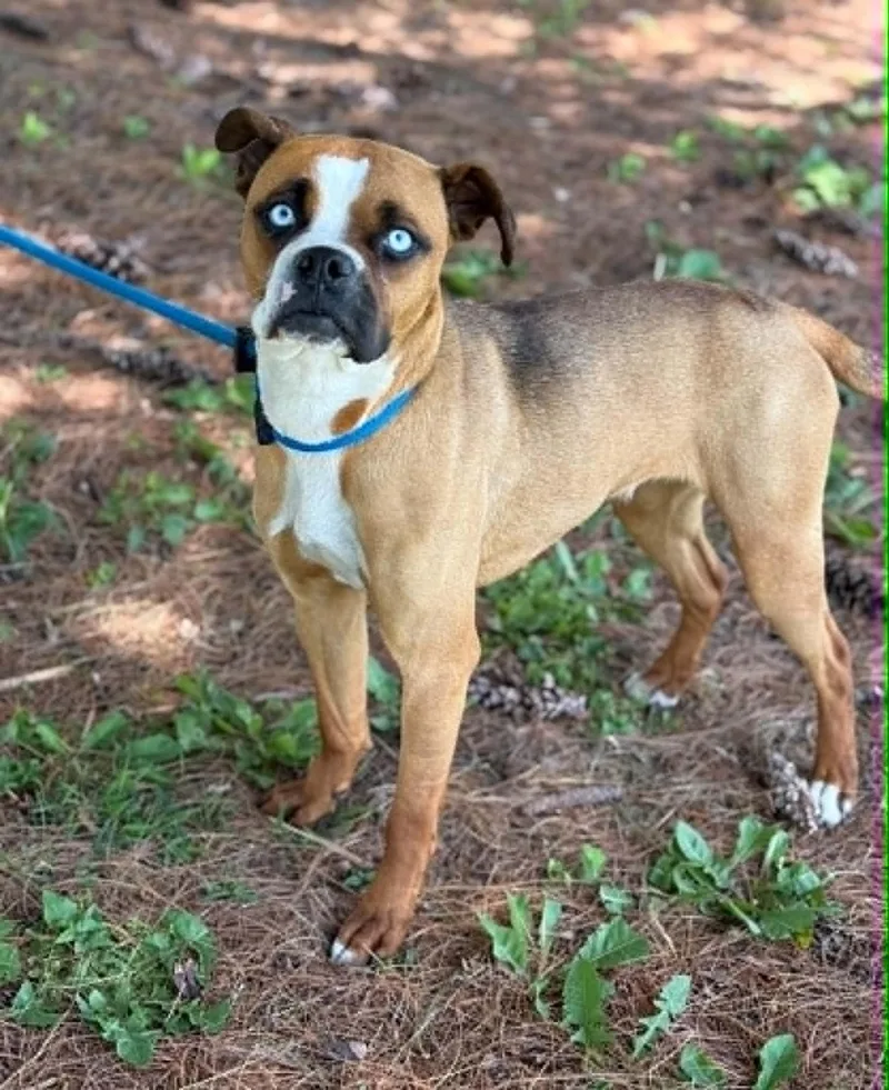 A young medium-sized female Yellow / Tan / Blond / Fawn Boxer dog named Gertie for adoption in Springfield, IL