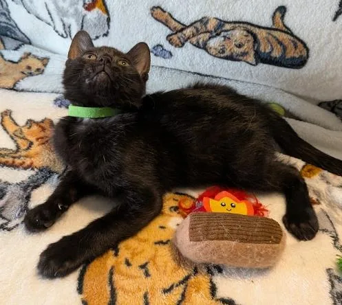 A baby medium-sized male Black Domestic Short Hair cat named Salsa for adoption in Indianapolis, IN