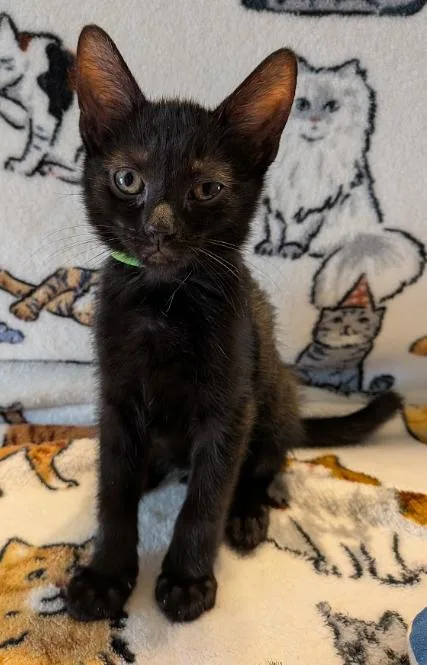 Salsa thumbnail 3