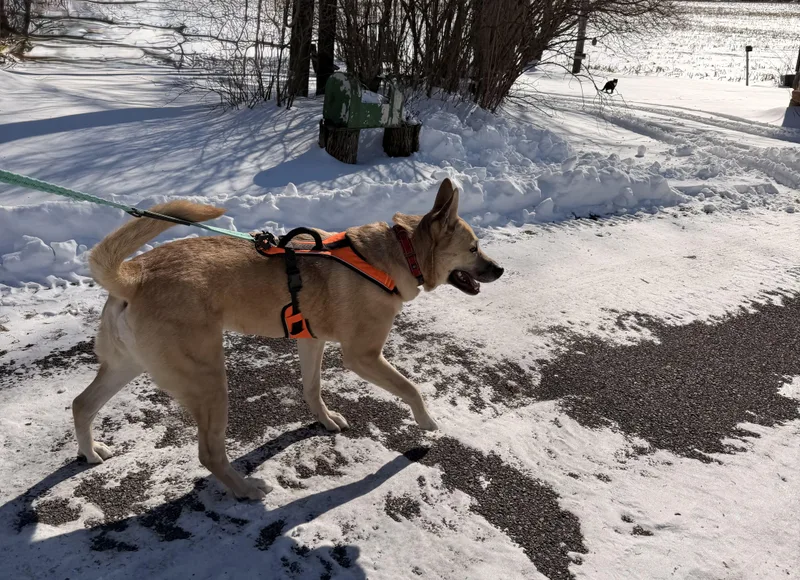 Misty Love thumbnail 2