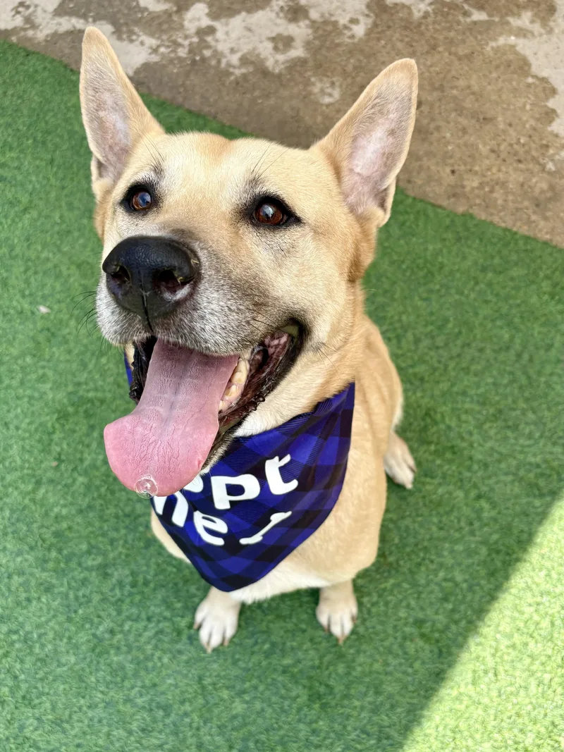 An adult large-sized female German Shepherd Dog dog named Misty Love for adoption in Houston, TX