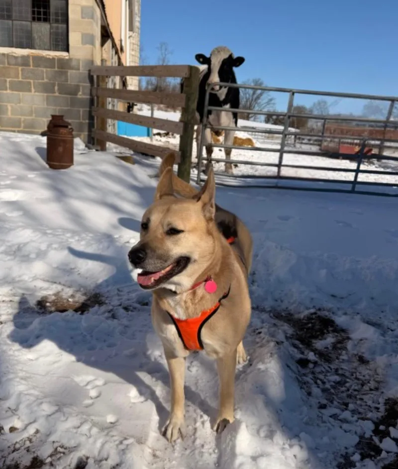 Misty Love thumbnail 6