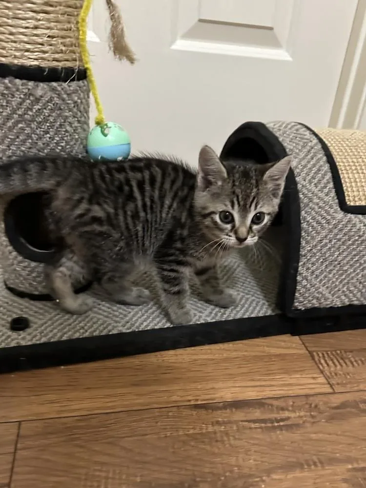A baby small-sized female Brown / Chocolate Domestic Short Hair cat named Nikon for adoption in Wilmington, NC