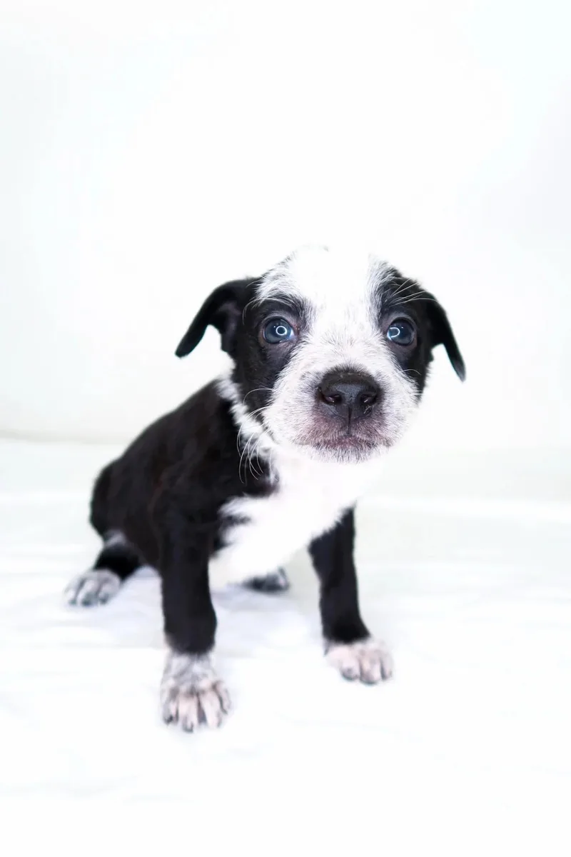 A baby small-sized female Black Australian Cattle Dog / Blue Heeler dog named Jellycat for adoption in Bixby, OK