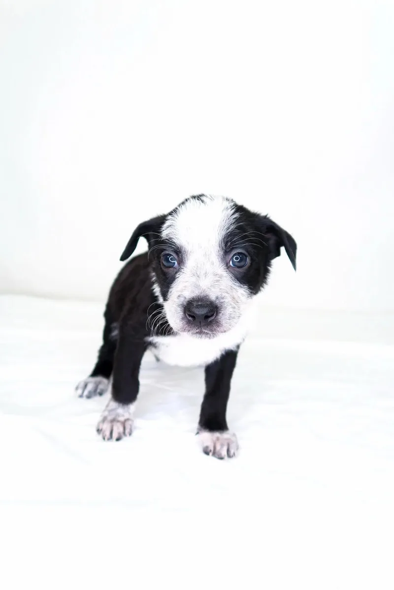 Jellycat thumbnail 2