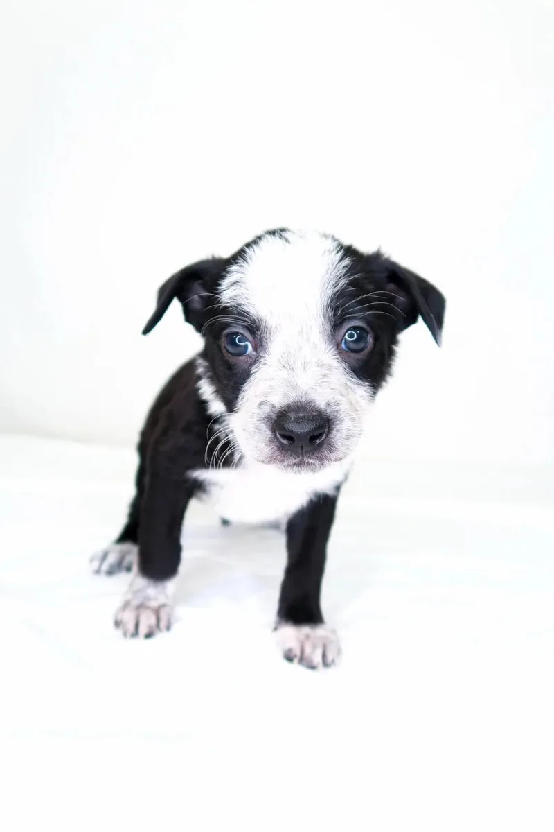 Jellycat thumbnail 3