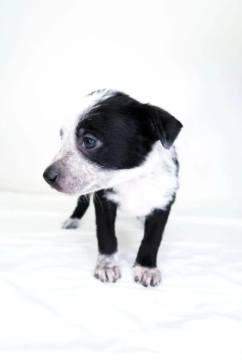 Jellycat thumbnail 4