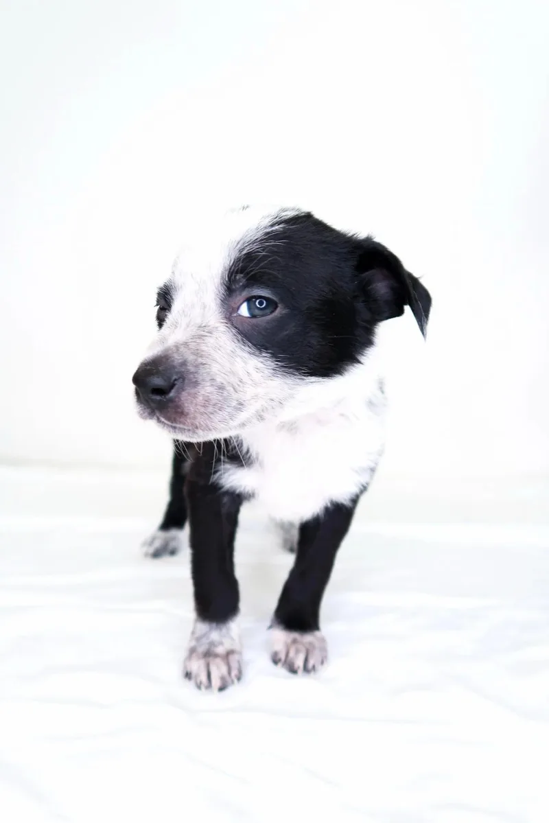 Jellycat thumbnail 5