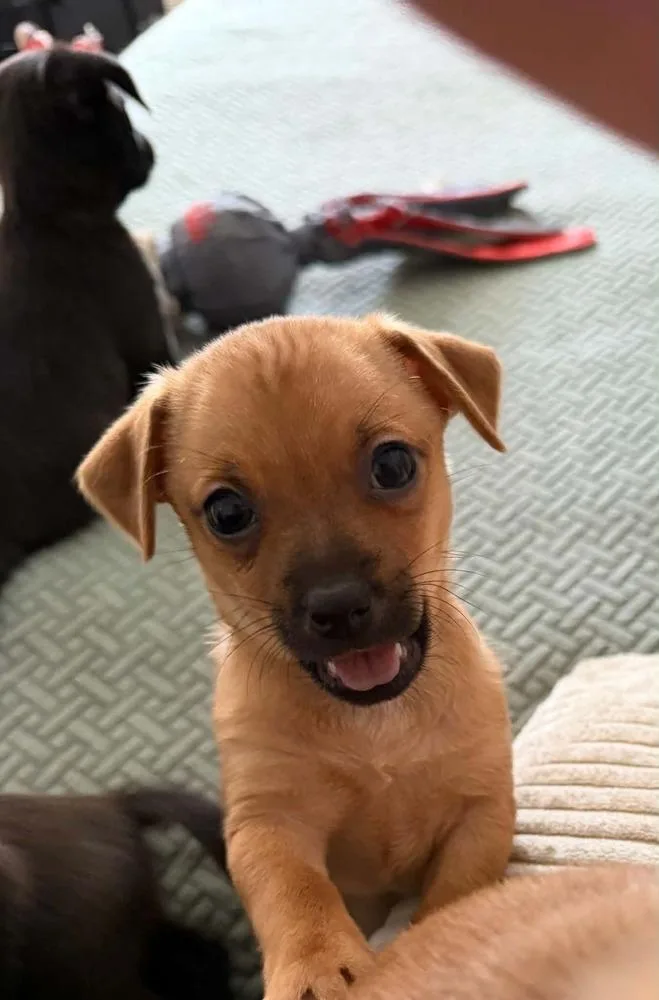 A baby small-sized male Brown / Chocolate Chihuahua dog named Chino for adoption in Dutton, VA