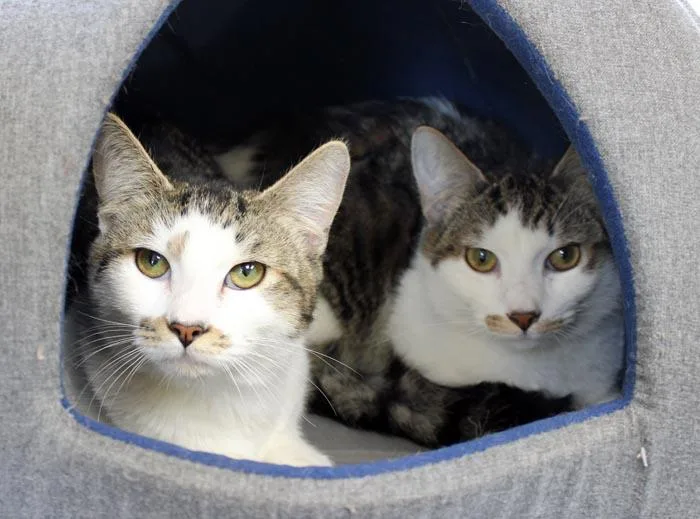 Freddy And Marshmallow