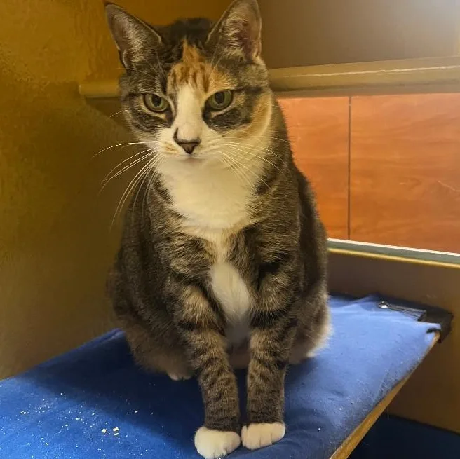 An adult medium-sized female Calico cat named Poppy for adoption in Lambertville, NJ